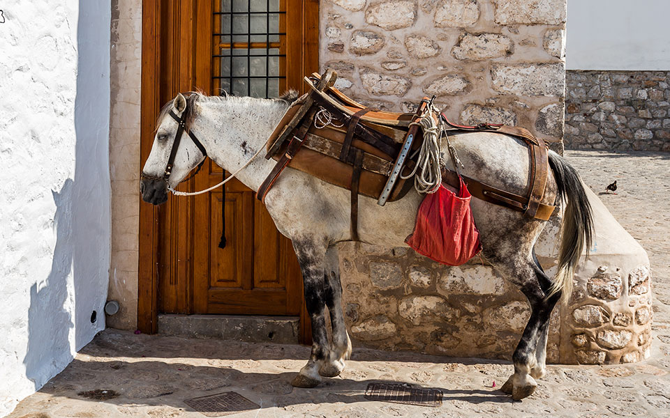 τέλος-η-γαϊδουρινή-υπομονή-2338814