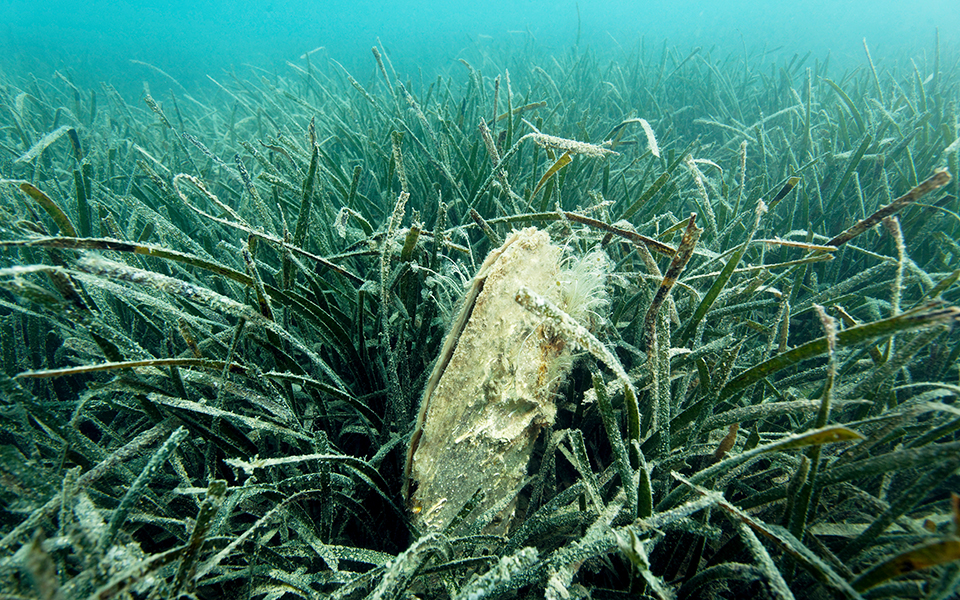 στο-μικροσκόπιο-η-απειλή-αφανισμού-τη-2344547