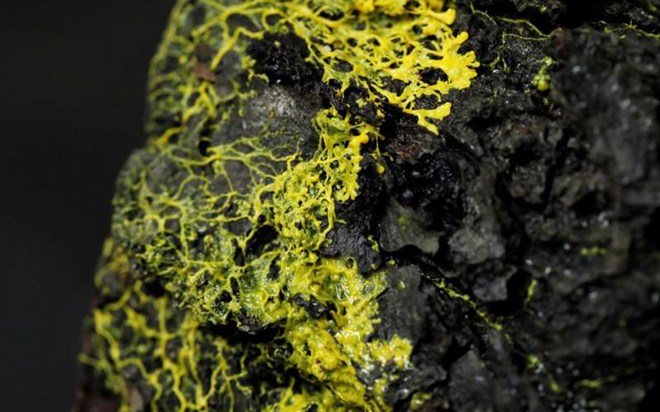 blob-ο-πιο-περίεργος-ζωικός-οργανισμός-μέ-2342551