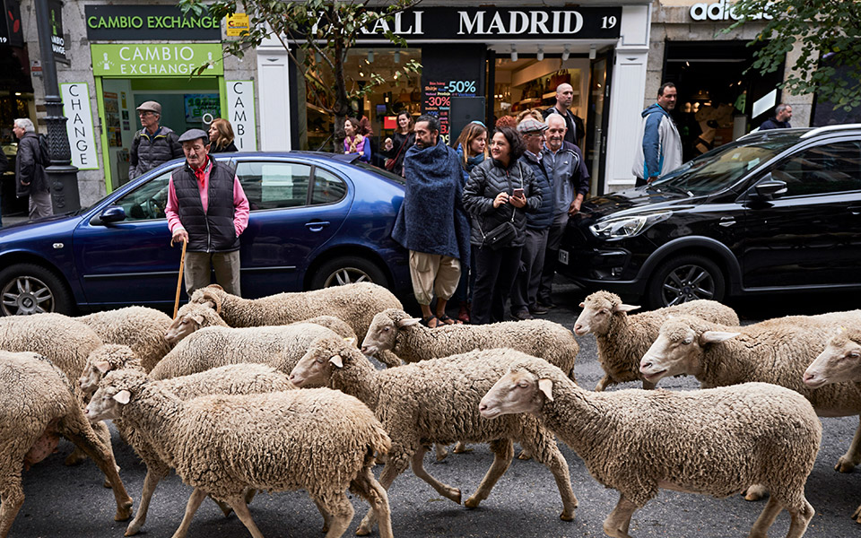 μαδρίτη-η-παρέλαση-των-αμνών-2344853