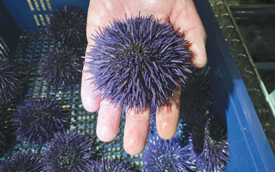 οικολογική-καταστροφή-λόγω-μοβ-αχινώ-2344525