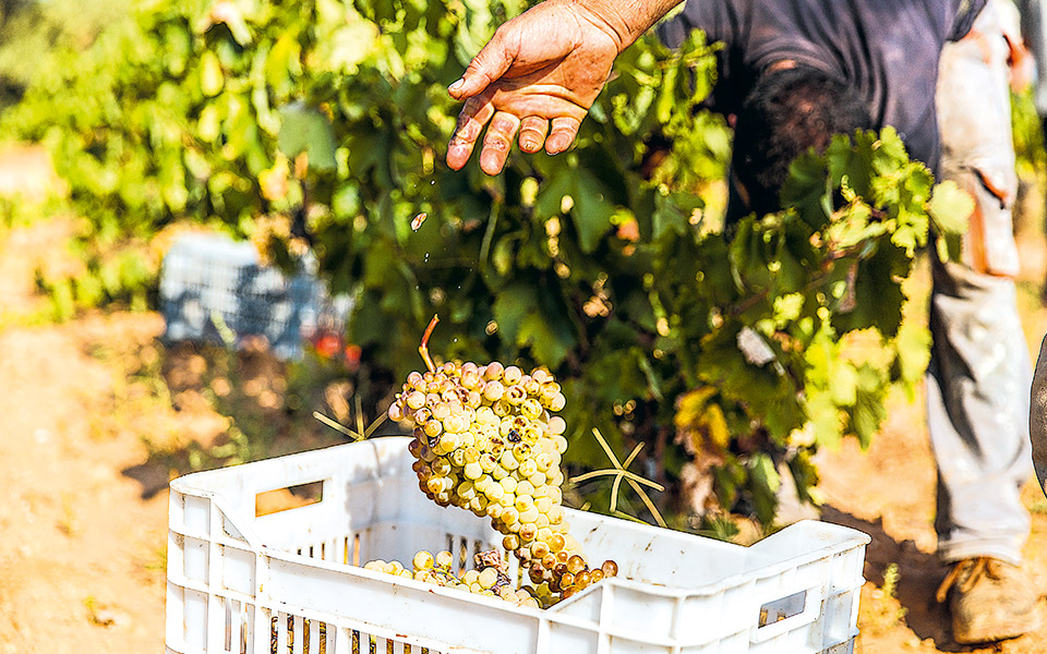 αφιέρωμα-οινοτουρισμός-ραντεβού-στη-2340141
