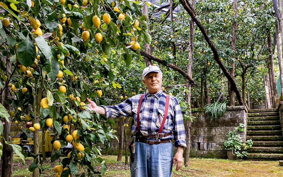 στους-λεμονόκηπους-του-προφεσόρε-2342085