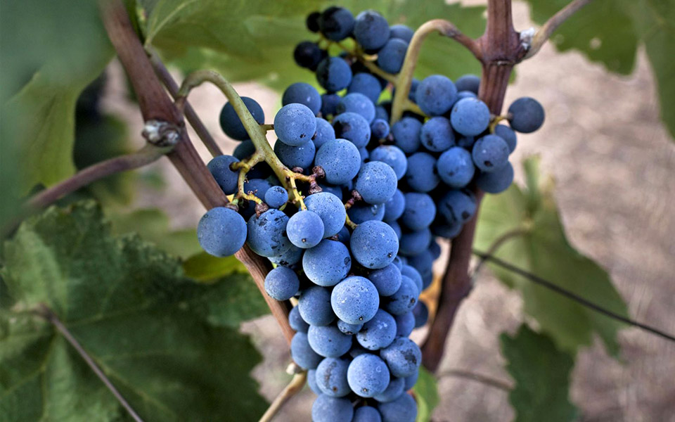 1η-νοέμβρη-παγκόσμια-μέρα-ξινόμαυρου-2345264