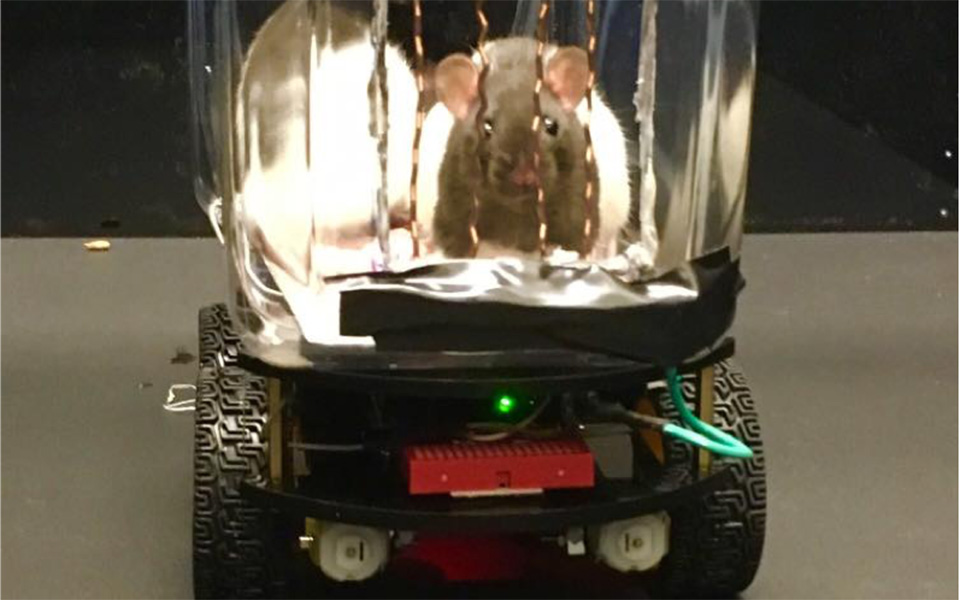 ερευνητές-έμαθαν-σε-ποντίκια-να-οδηγο-2343907