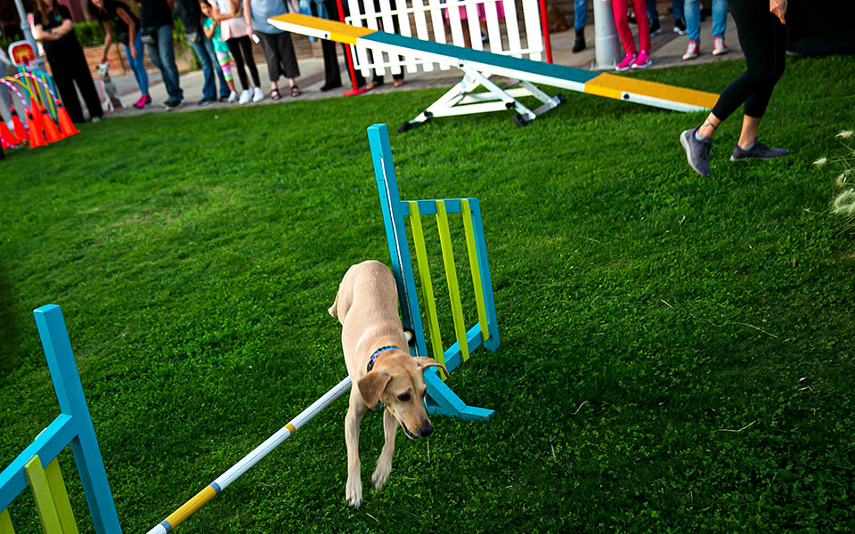 με-μεγάλη-επιτυχία-το-2o-sgs-family-pets-festival-2343359