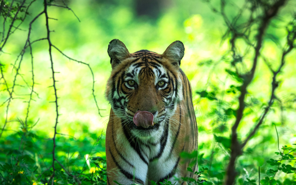 σκληρές-πανούργες-μεγαλοπρεπείς-2341359