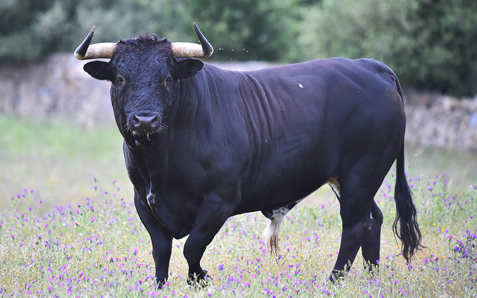 γενετιστές-δημιούργησαν-ταύρους-χωρ-2341612