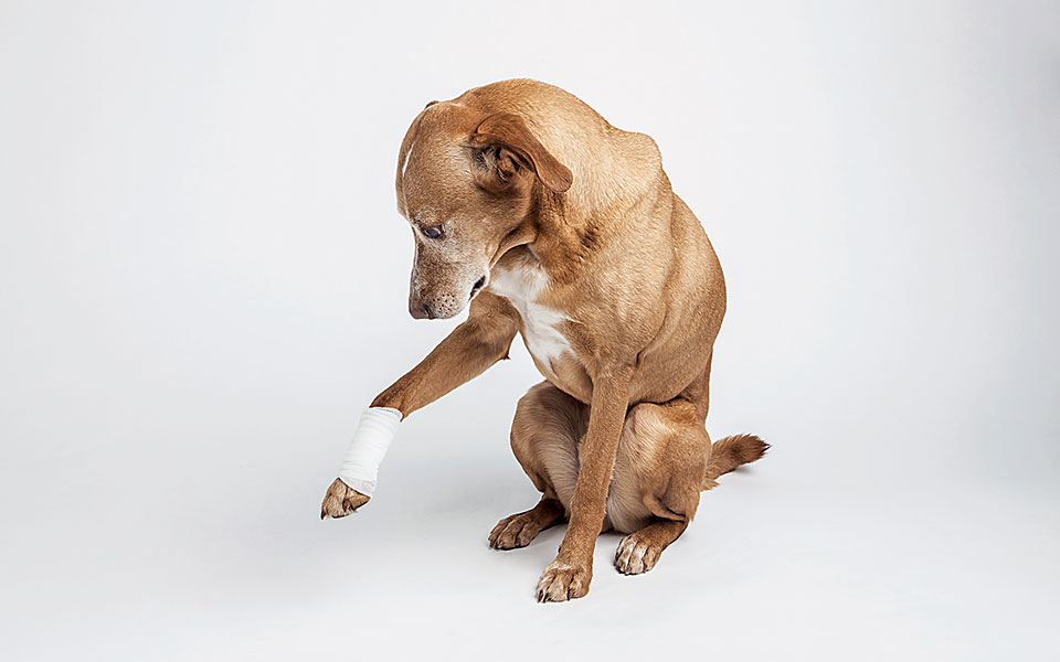 κατοικίδια-σώα-και-ασφαλισμένα-2344911