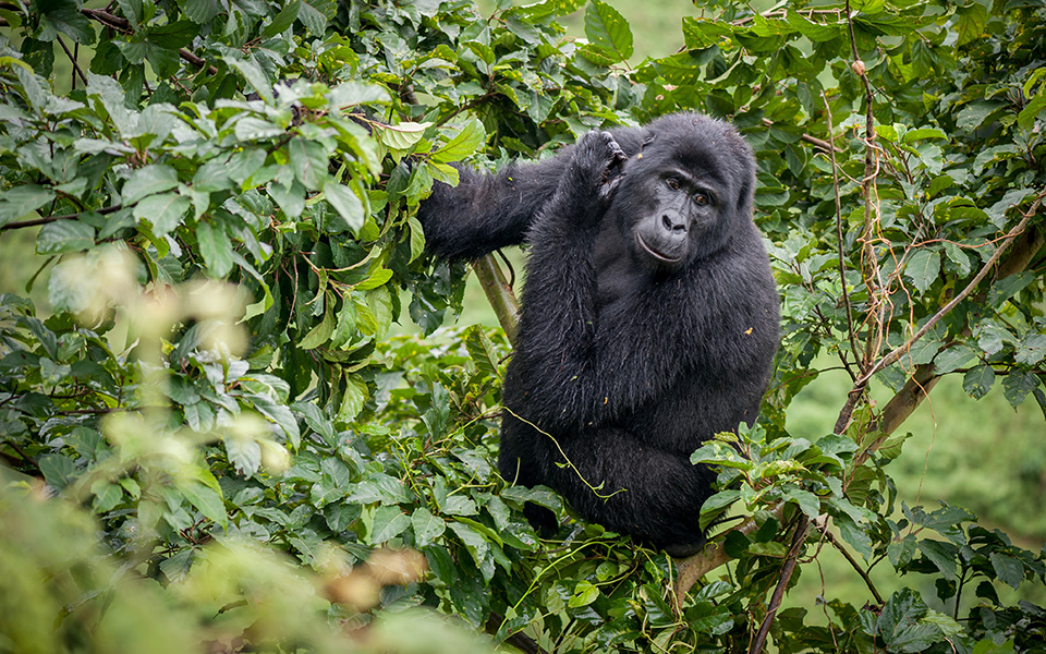θανατηφόρο-παράσιτο-πέρασε-πριν-χιλι-2342457