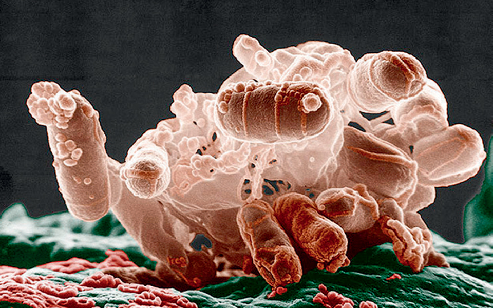 μελέτη-για-τη-σχέση-εντερικού-μικροβι-2345941