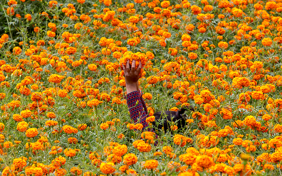 πορτοκαλί-πρωταγωνιστές-2345802