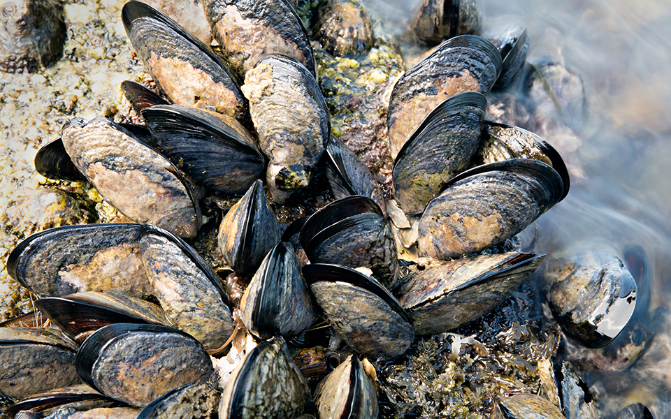 μεταδοτικός-καρκίνος-σε-μύδια-του-ατλ-2346089