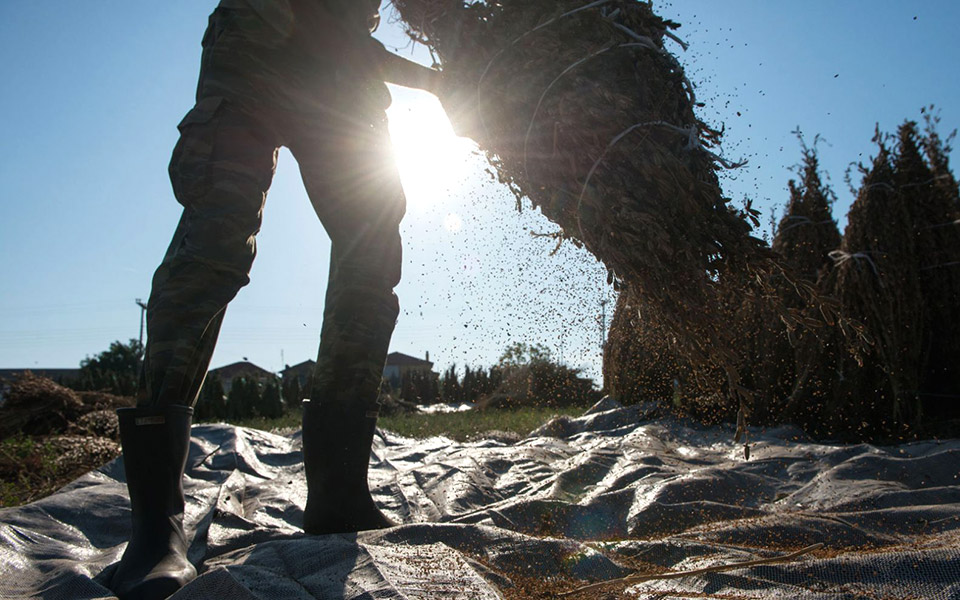 το-ταχίνι-της-παραμεθορίου-2347122