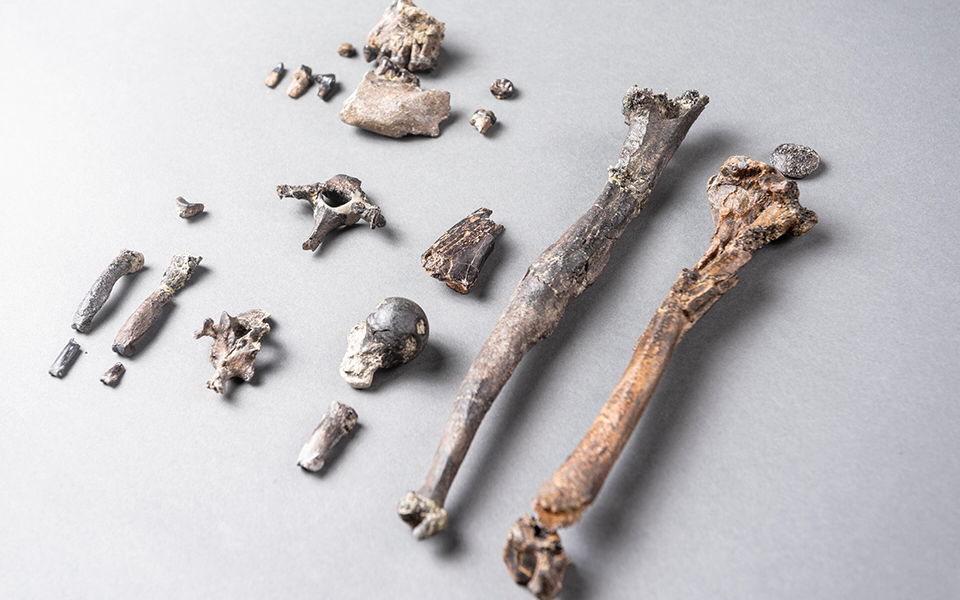 οστά-πιθήκου-που-βρέθηκαν-στη-γερμανί-2346250