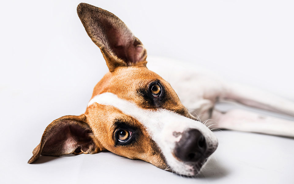 λατέρνα-φτώχεια-και-φιλόδημος-2349949