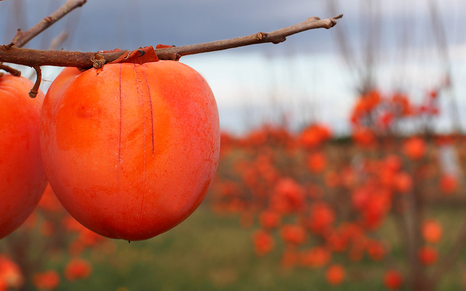 tα-ζακυνθινά-λώτα-2346536