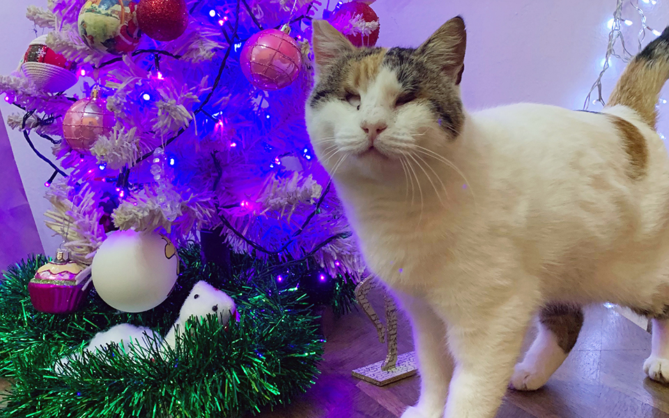 η-γάτα-της-φολεγάνδρου-2355086