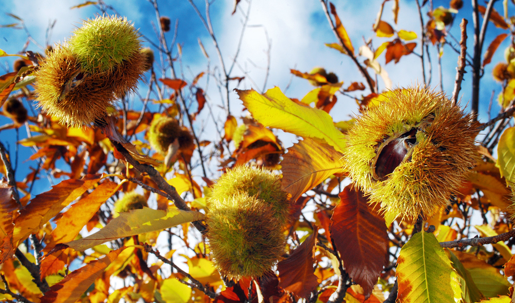 έπεσαν-τα-κάστανα-2353515