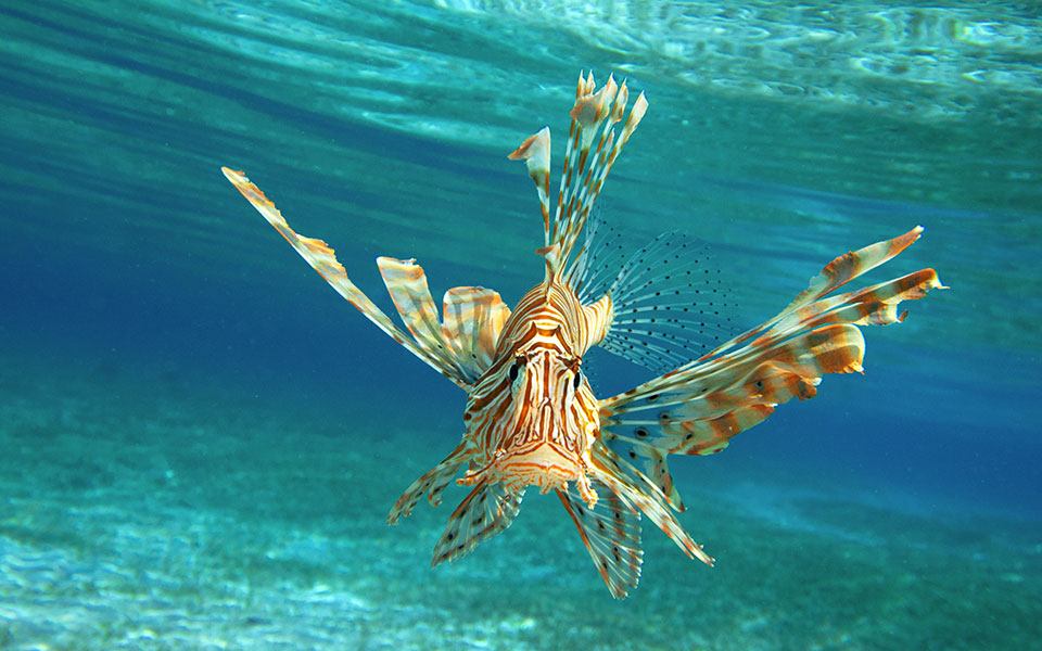 bάλτε-στο-τραπέζι-σας-τους-εισβολείς-τ-2354653