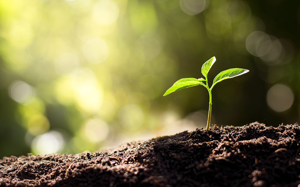 τα-φυτά-ουρλιάζουν-όταν-στρεσάροντα-2351868