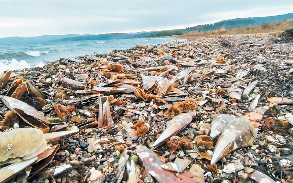η-θάλασσα-στη-λέσβο-ξεβράζει-νεκρές-πί-2358899