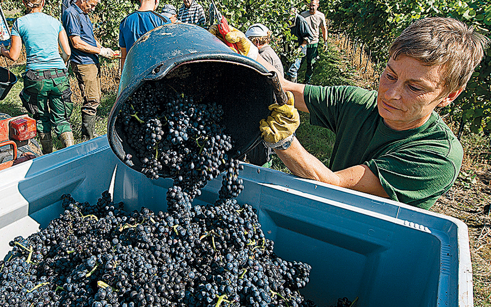 το-κρασί-κρασάκι-θα-πούμε-λόγω-κλιματι-2360638