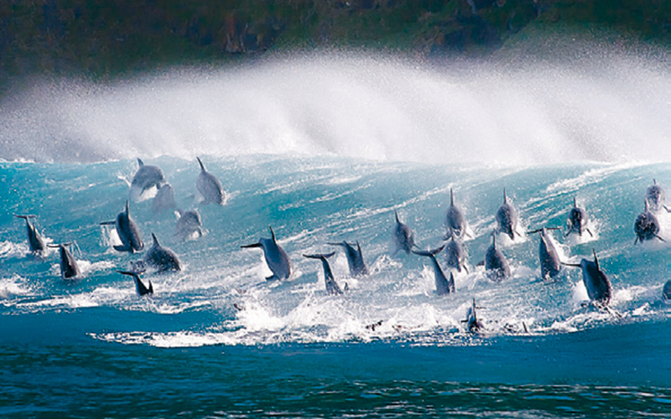 η-μαγεία-των-ωκεανών-στο-ευγενίδειο-2356140