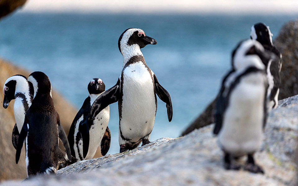 νότια-αφρική-πρωινή-βόλτα-2359080