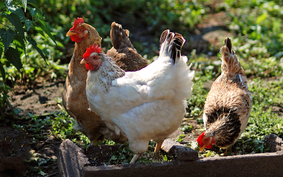 το-κοτόπουλο-τα-είδη-οι-διαφορές-τους-2361070