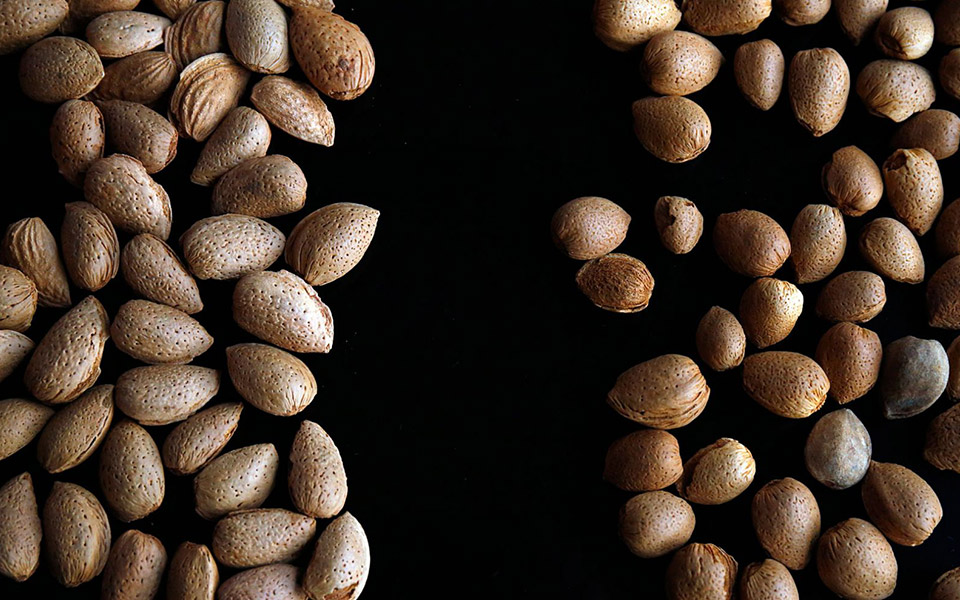 ο-αμυγδαλάς-από-τα-κανάλια-2358241