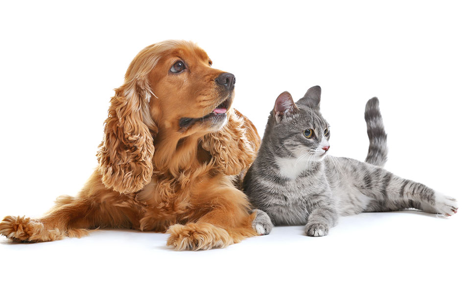 οι-αποφάσεις-του-νέου-χρόνου-2357812