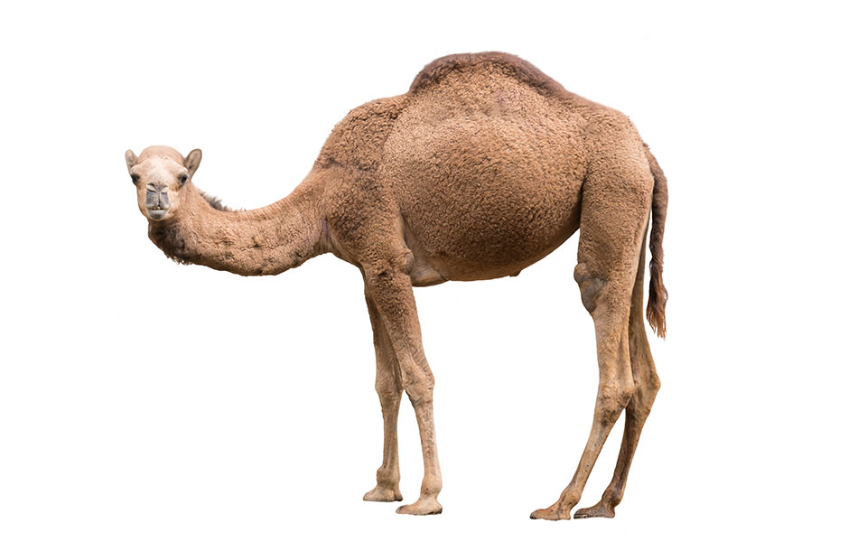 σκοτώνουν-τις-καμήλες-όταν-πληθαίνου-2359292