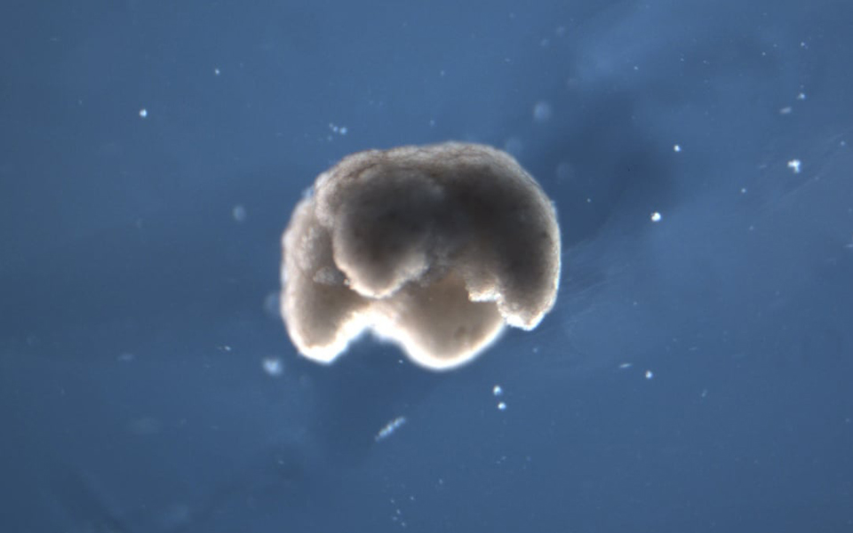 xenobots-δημιουργήθηκαν-τα-πρώτα-ζωντανά-ρομ-2357516