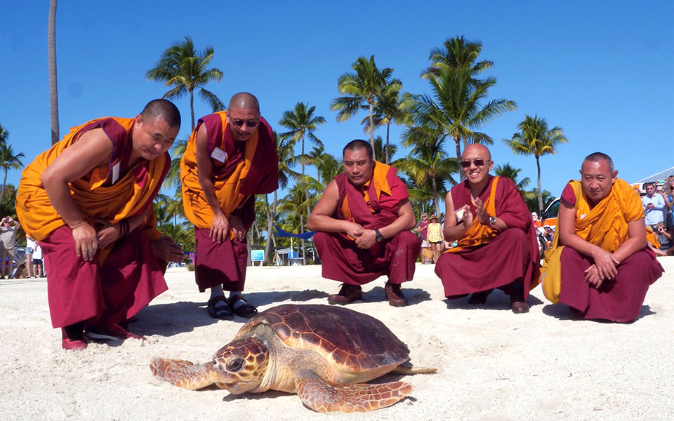 φλόριντα-οι-βουδιστές-και-η-χελώνα-2362547