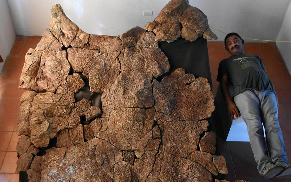 ανακαλύφθηκαν-απολιθώματα-γιγάντιας-2362958