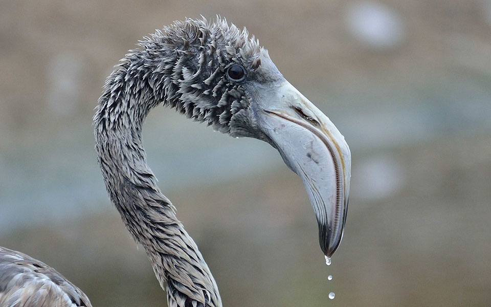 θεσσαλονίκη-δύο-φλαμίνγκο-θα-επανεντ-2364789