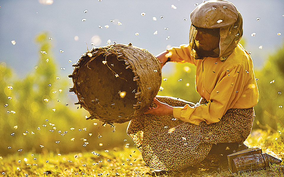 νέες-ταινίες-από-τις-μέλισσες-στου-πα-2364638