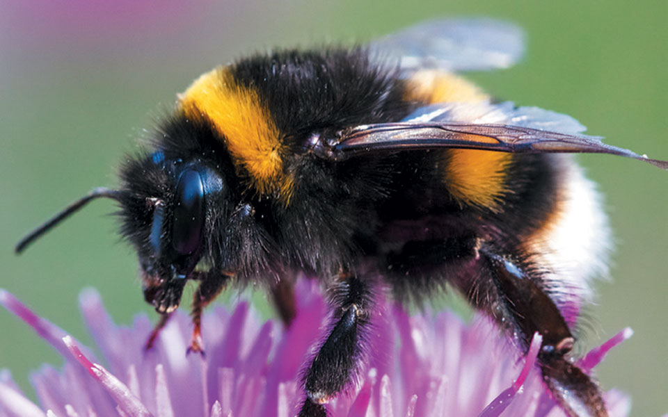 σε-κίνδυνο-πολλά-ζώα-των-παιδικών-μας-χ-2365000
