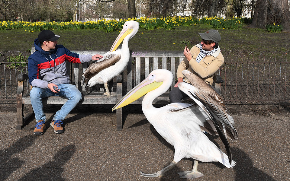 λονδίνο-οι-πελεκάνοι-του-πάρκου-2363261