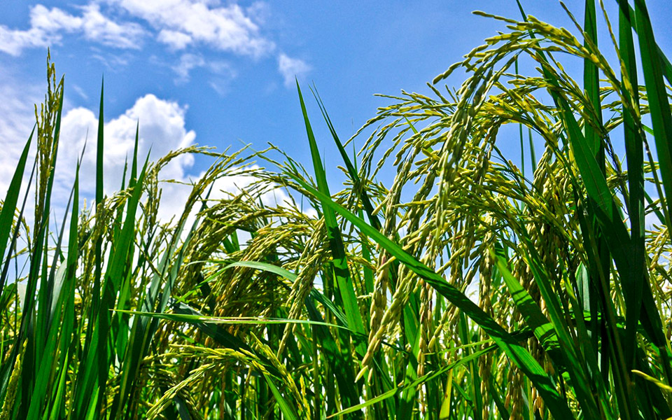 όλα-για-το-ρύζι-σε-13-απαντήσεις-2365718