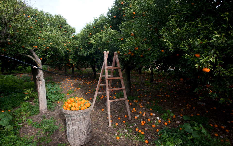 καιρός-για-πέιτζ-και-ορτανίκ-2363924