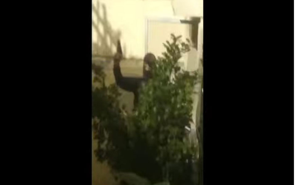 νέο-βίντεο-από-το-επεισόδιο-στην-ασοεε-2365403