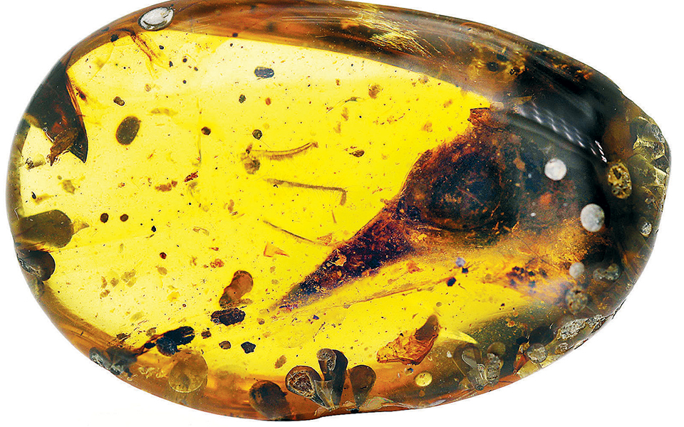 δεινόσαυρος-μέσα-σε-κεχριμπάρι-2368355