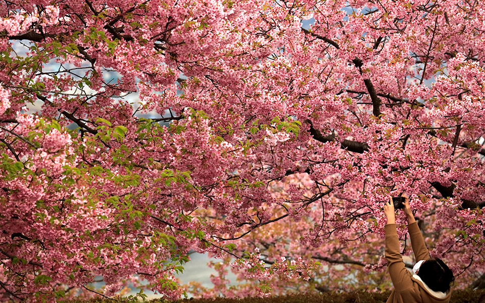 ιαπωνία-ροζ-σκηνικό-2367309