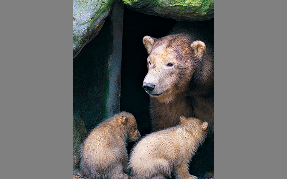 η-κλιματική-αλλαγή-ξυπνάει-τις-αρκούδ-2368250