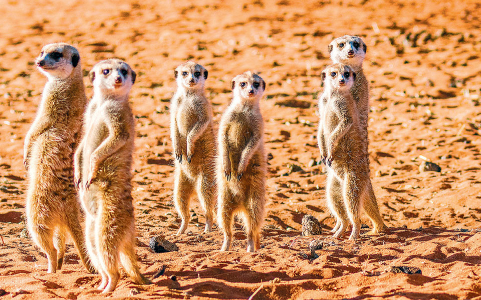 δεν-ψηφίζουν-μόνον-οι-άνθρωποι-αλλά-κα-2367170