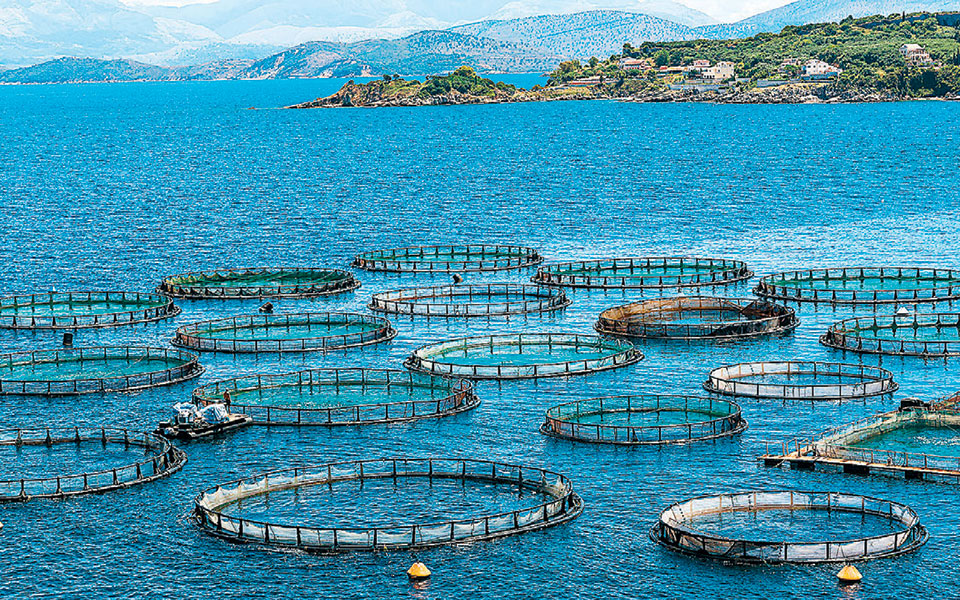 ο-μπιλ-γκέιτς-επενδύει-σε-ελληνικά-ψάρ-2367188