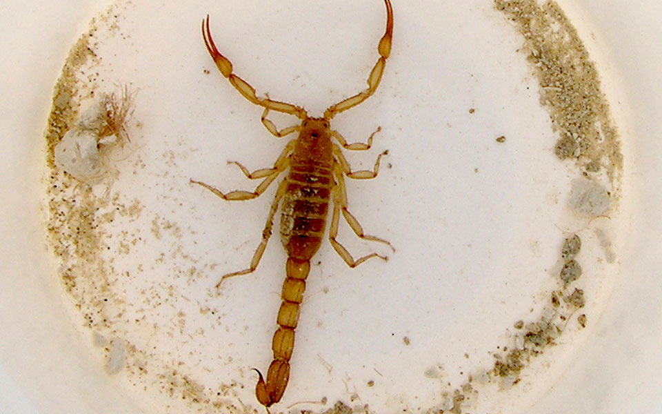 το-δηλητήριο-του-σκορπιού-εναντίον-τη-2367303