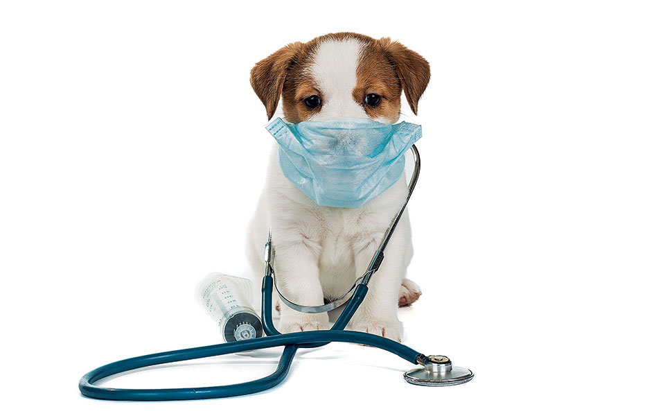 θα-με-κολλήσει-ο-σκύλος-μου-κορονoϊό-γι-2370149